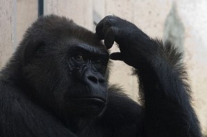 Gorilla